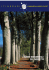 alberi monumentali del varesotto