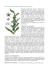 Olio Essenziale di Manuka ( Leptospermum scoparium )