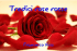 Tredici rose rosse
