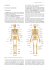 Il sistema osseo Lo scheletro (fig. 1), o sistema osseo, è formato da