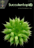 Succulentopia n°11 - Au Cactus Francophone