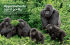 Appuntamento con il gorilla
