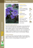 Violetta africana - Dichio vivai garden