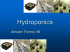 Hydroponics - Altervista