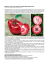 Redlove: una nuova varieta` di mela dalla polpa rossa