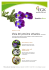Viola del pensiero selvatica Viola tricolor